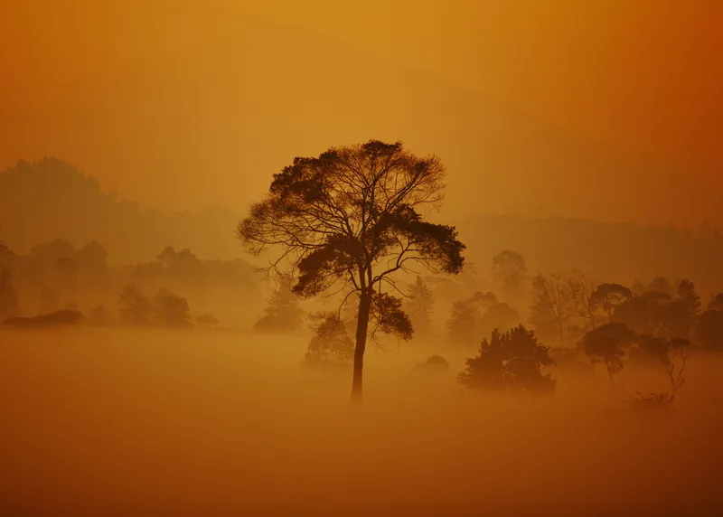 Golden Tree